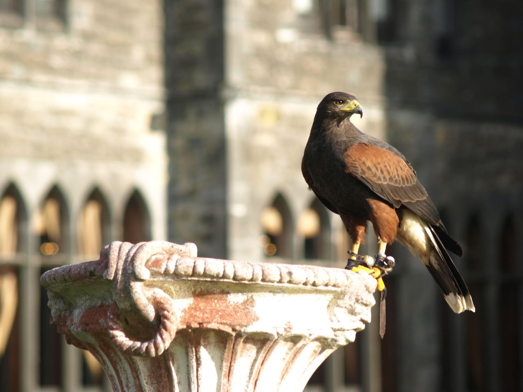 فندق Ashford Castle كونغ المظهر الخارجي الصورة